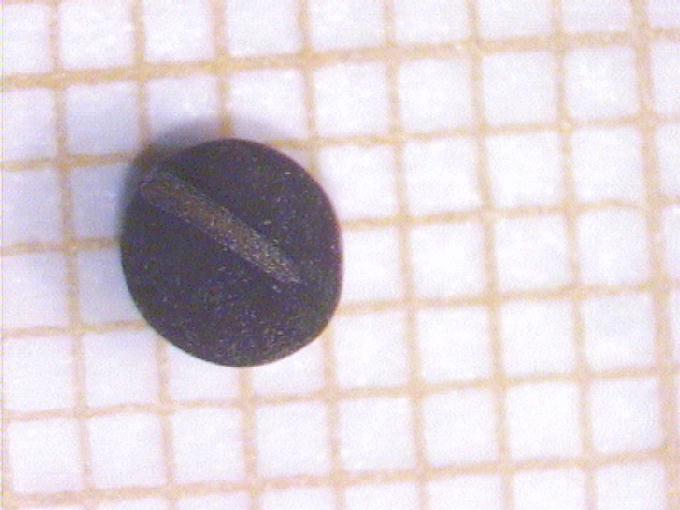 Vicia cracca L.