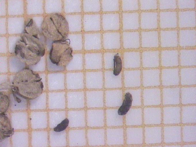 Callitriche sp.