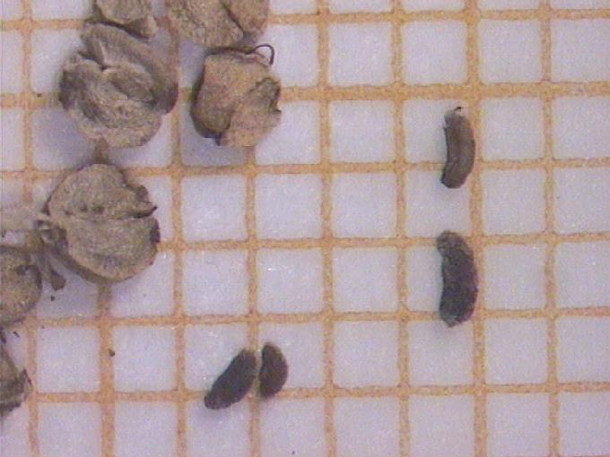 Callitriche sp.