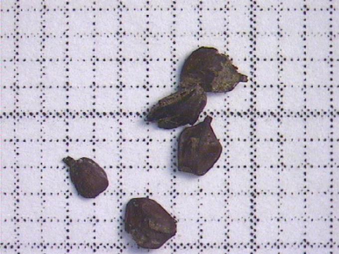 Alnus glutinosa (L.) Gaertn.