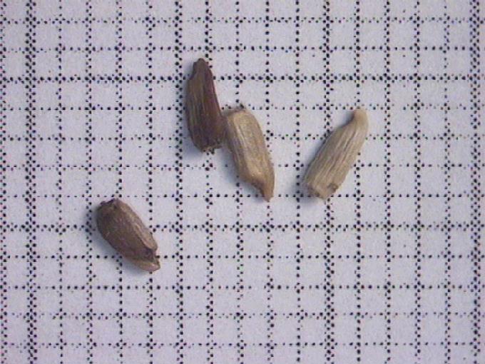 Centaurea nigra L.