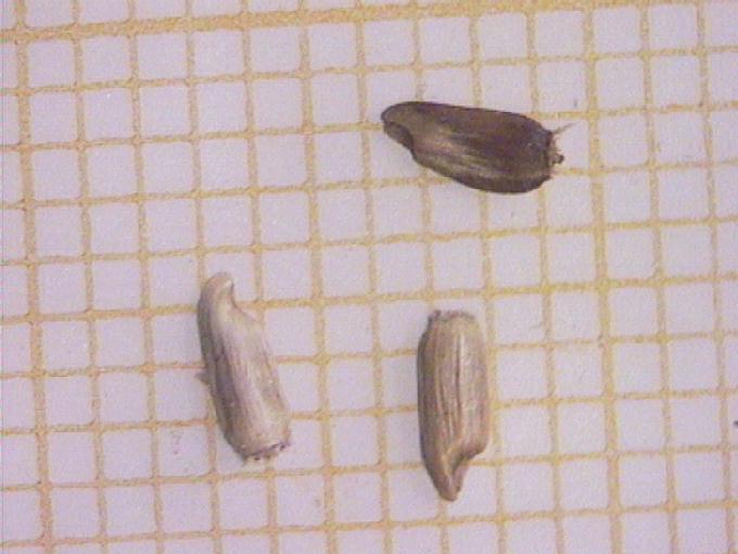 Centaurea nigra L.