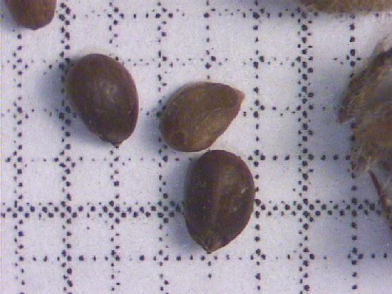 Stachys palustris L.