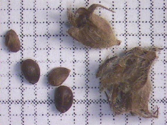 Stachys palustris L.