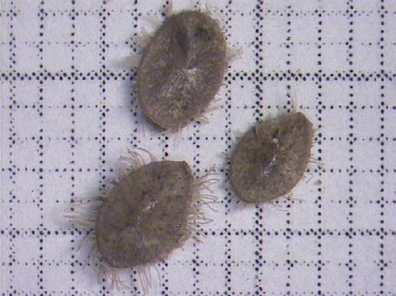 Nymphoides peltata (S.G. Gmel.) O. Kuntze