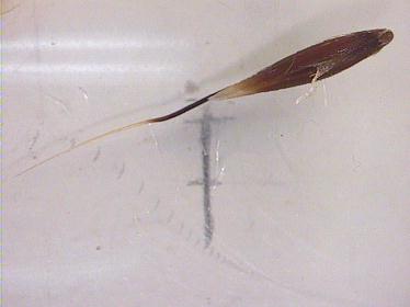 Avena fatua L.