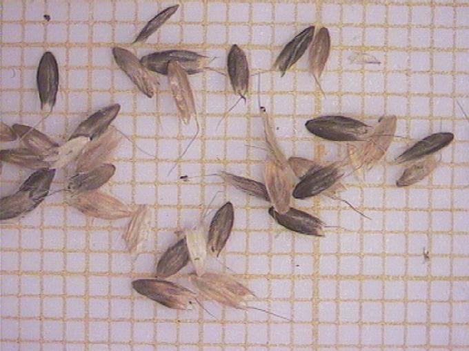 Alopecurus geniculatus L.