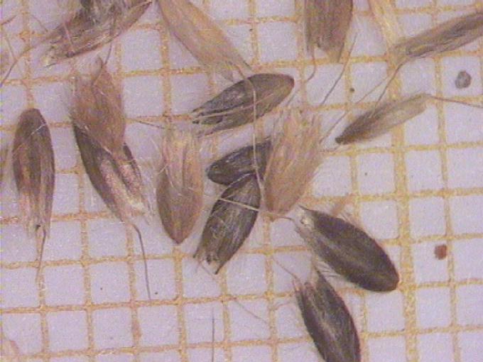 Alopecurus geniculatus L.