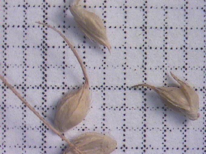 Echinochloa crus-galli (L.) Beauv.