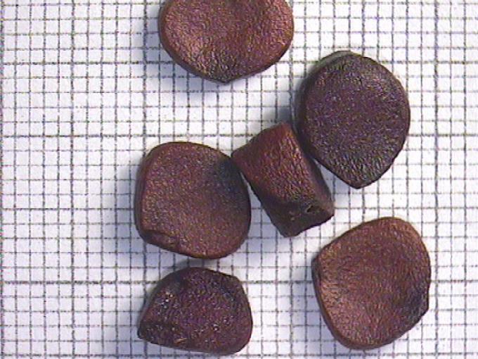 Iris pseudacorus L.