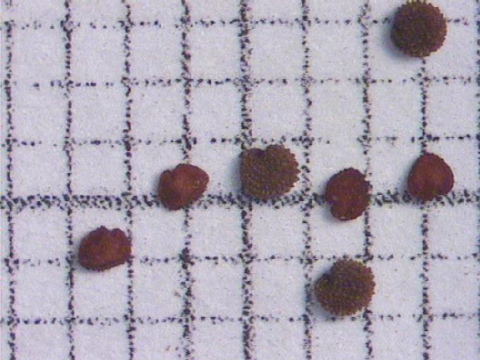 Myosoton aquaticum (L.) Moench
