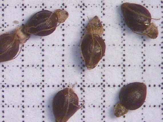 Eleocharis palustris (L.) Roem. et Schult.