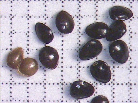 Myosotis cespitosa C.F. Schultz