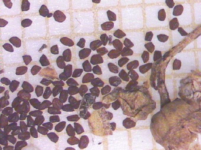 Samolus valerandi L.