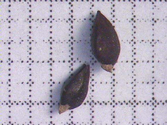 Polygonum aviculare L.