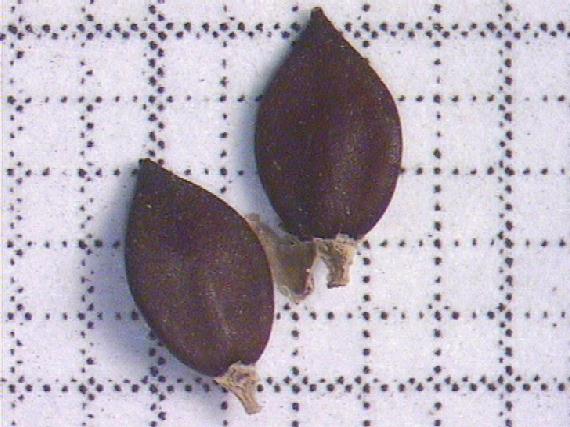 Polygonum hydropiper L.
