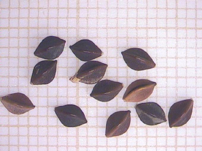 Polygonum convolvulus L.