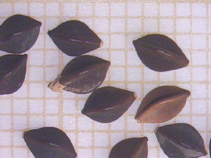 Polygonum convolvulus L.