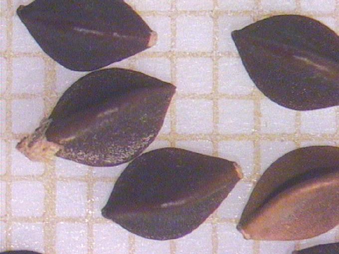 Polygonum convolvulus L.