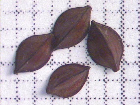 Rumex hydrolapathum Huds.