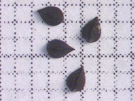 Rumex conglomeratus Murray