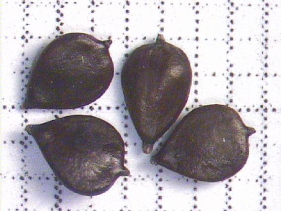 Scirpus maritimus L.