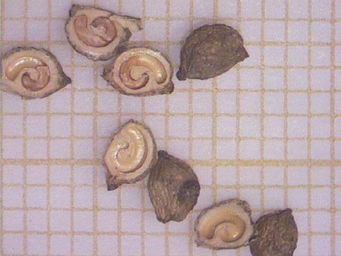 Potamogeton obtusifolius Mert. et Koch