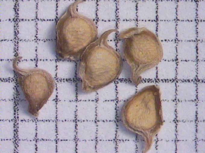 Ranunculus repens L.