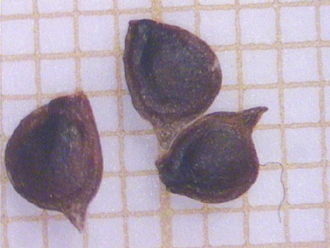 Ranunculus acris L.