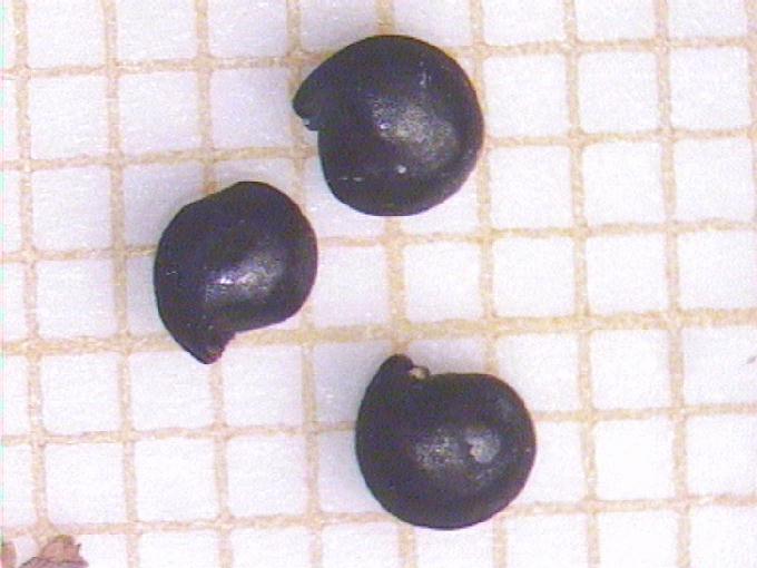 Suaeda maritima (L.) Dum.