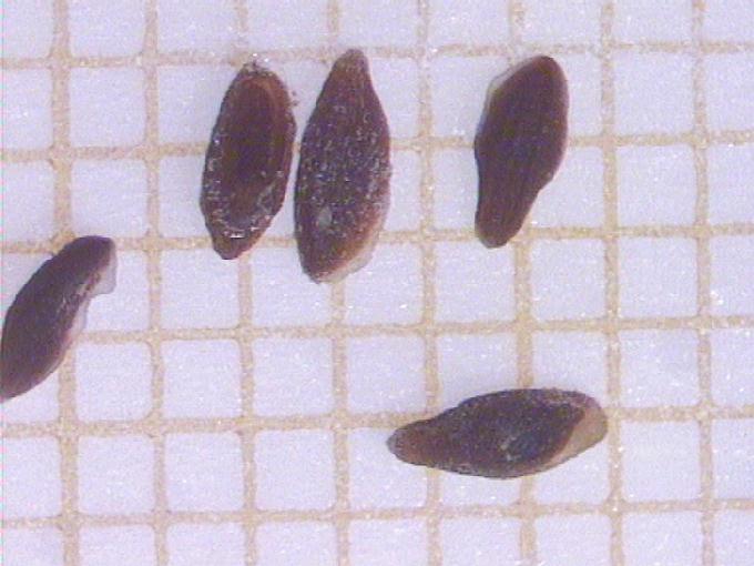 Plantago maritima L.