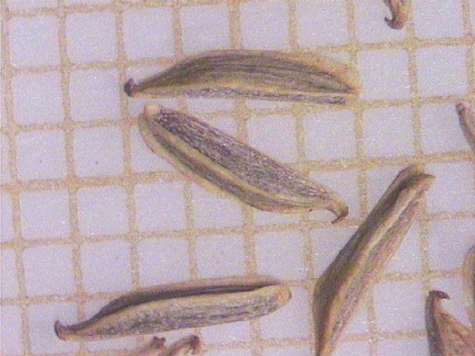 Triglochin palustre L.