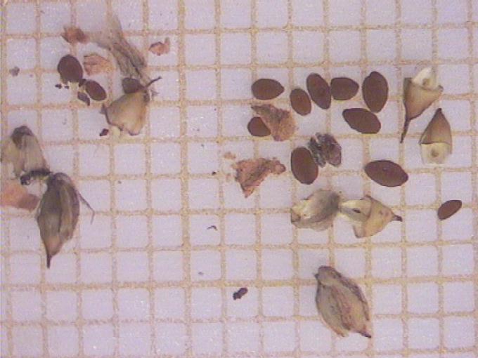 Plantago coronopus L.