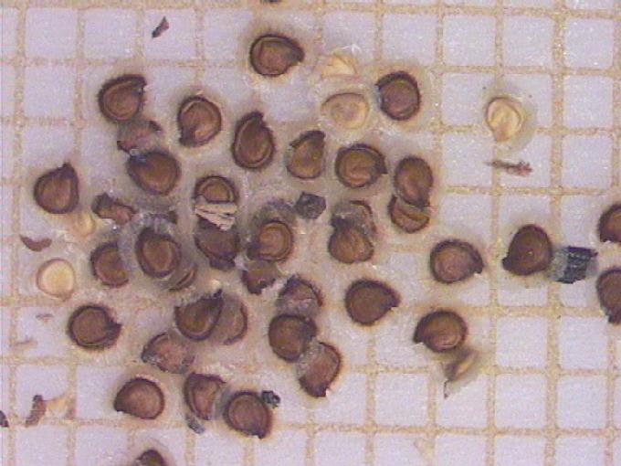 Spergularia media (L.) C. Presl subsp. angustata (Clavaud)