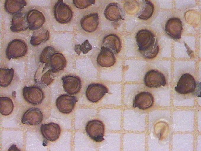 Spergularia media (L.) C. Presl subsp. angustata (Clavaud)