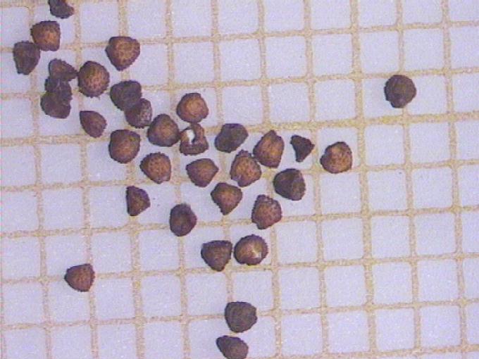Cerastium fontanum Baumg. subsp. vulgare (Hartm.) Greuter et Burdet