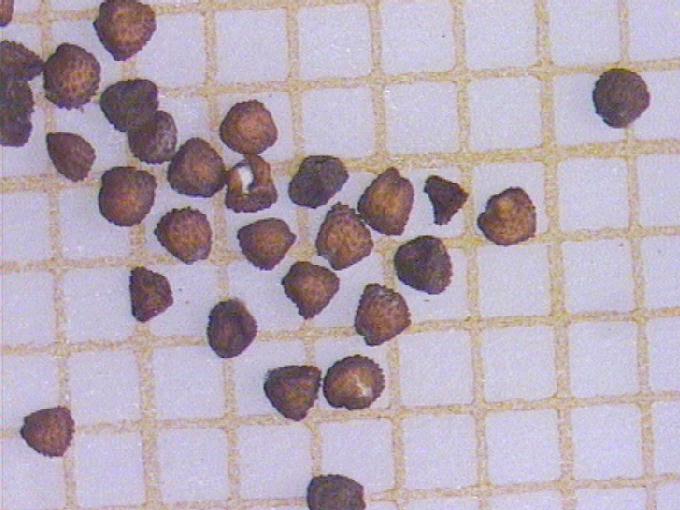 Cerastium fontanum Baumg. subsp. vulgare (Hartm.) Greuter et Burdet