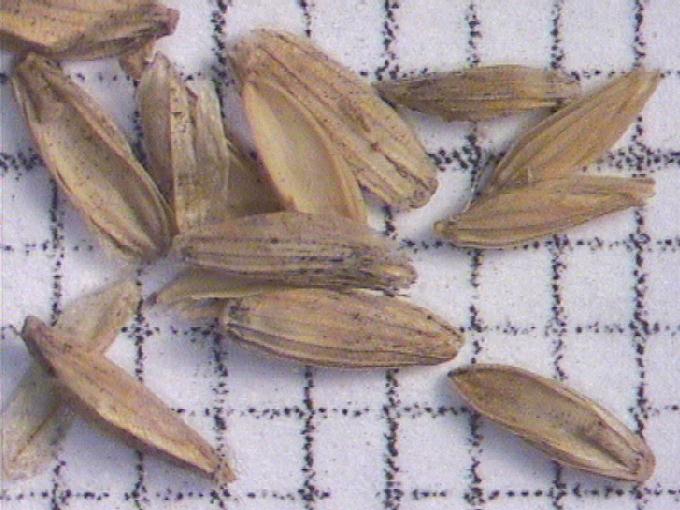 Glyceria maxima (Hartm.) Holmberg