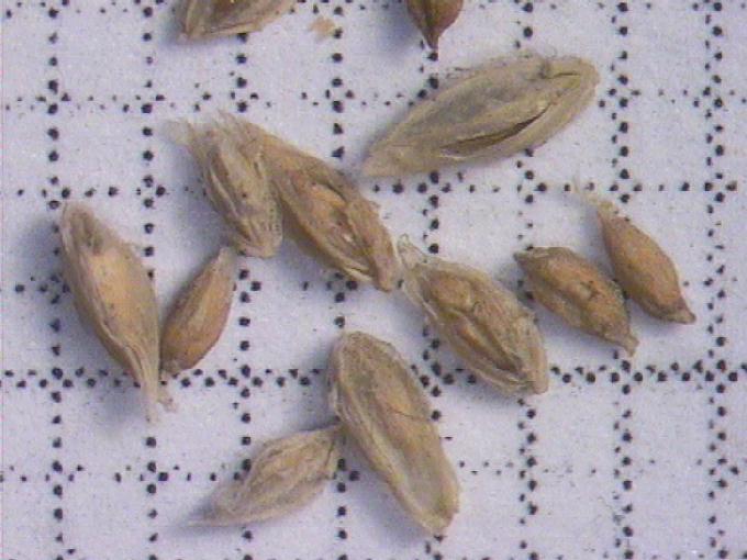 Agrostis stolonifera L.