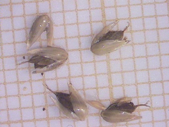 Holcus lanatus L.