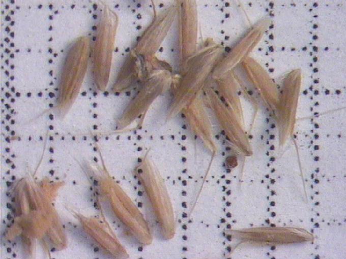Agrostis setacea Curtis