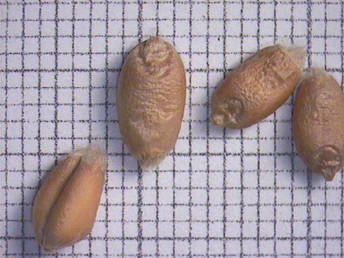 Triticum aestivum L.