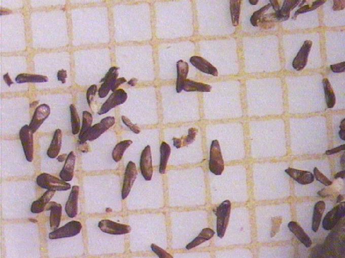 Lythrum salicaria L.