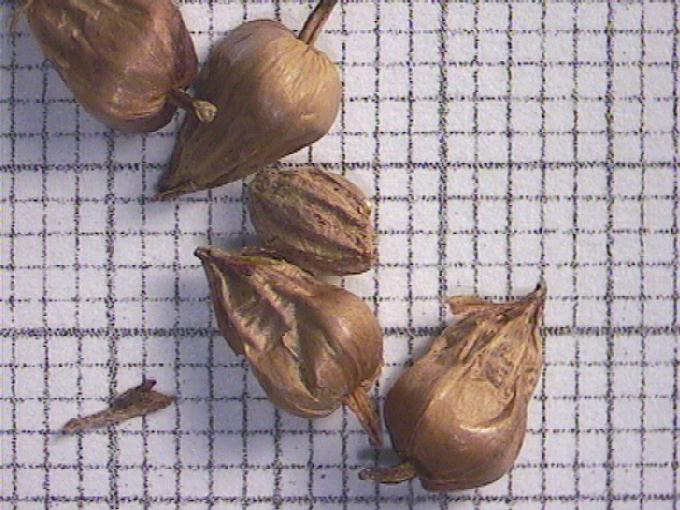 Sparganium erectum L. (Syn. S. ramosum Huds)