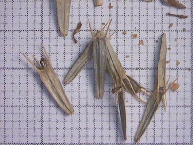 Bidens tripartita L.