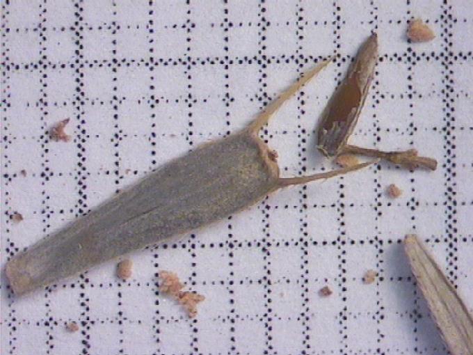 Bidens tripartita L.