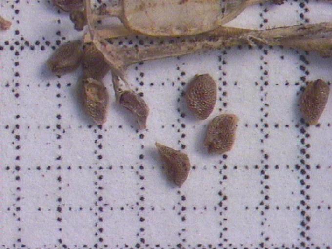 Rorippa sp.