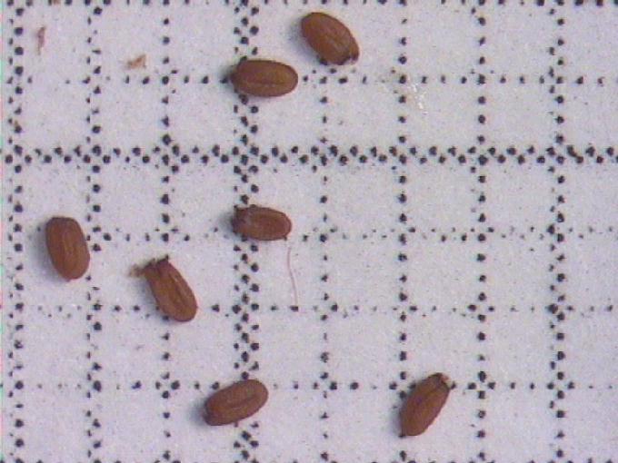 Capsella bursa-pastoris (L.) Med.
