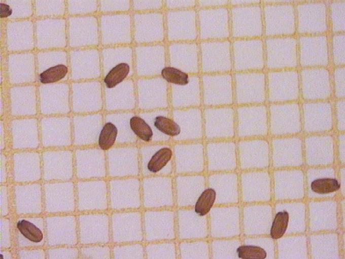 Capsella bursa-pastoris (L.) Med.