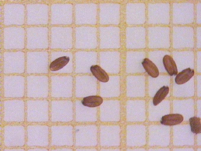 Capsella bursa-pastoris (L.) Med.